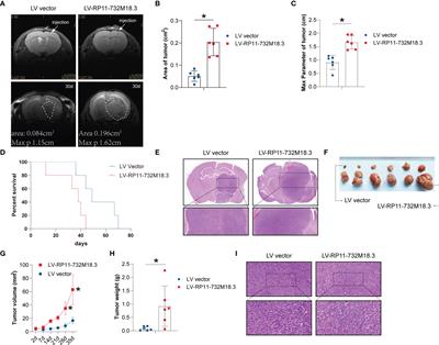 Long Noncoding RNA RP11-732M18.3 Promotes Glioma Angiogenesis by Upregulating VEGFA